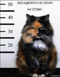 Руководство для задержанного подозреваемого